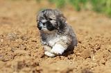 LHASSA APSO 103